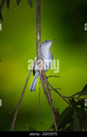 Ein Palmsänger hüpft in den Florida Everglades von Zweig zu Zweig. Dieser kleine niedliche Vogel ist schnell und spielte Verstecken und suchen mit einem anderen Waldsänger. Stockfoto