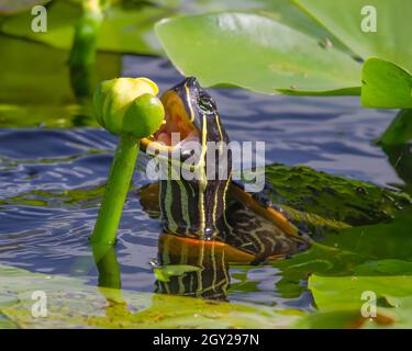 Eine gurrige Schildkröte Snacks auf einer Lilienblüte Knospe. Die Cooter Turtle ist eine der häufigsten Süßwasserschildkröten in den Florida Everglades. Stockfoto