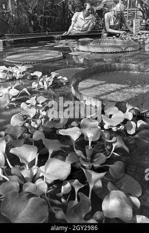 Riesenseerosen im botanischen Garten Wilhelma in Stuttgart, Deutschland, 1930er Jahre. Riesige Wasser Lilys im Botanischen Garten Wilhelma in Stuttgart, Deutschland 1930. Stockfoto