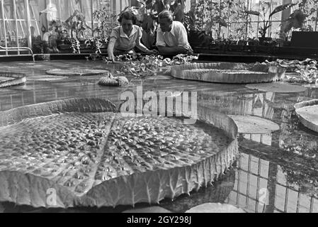 Riesenseerosen im botanischen Garten Wilhelma in Stuttgart, Deutschland, 1930er Jahre. Riesige Wasser Lilys im Botanischen Garten Wilhelma in Stuttgart, Deutschland 1930. Stockfoto