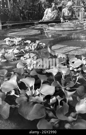 Riesenseerosen im botanischen Garten Wilhelma in Stuttgart, Deutschland, 1930er Jahre. Riesige Wasser Lilys im Botanischen Garten Wilhelma in Stuttgart, Deutschland 1930. Stockfoto