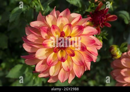 Dahlia „Mai Tai“. Stockfoto