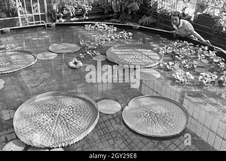 Riesenseerosen im botanischen Garten Wilhelma in Stuttgart, Deutschland, 1930er Jahre. Riesige Wasser Lilys im Botanischen Garten Wilhelma in Stuttgart, Deutschland 1930. Stockfoto