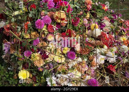 Komposthaufen, bestehend aus toten oder sterbenden Blumen aus einer Dahlia-Blumenfarm. Stockfoto