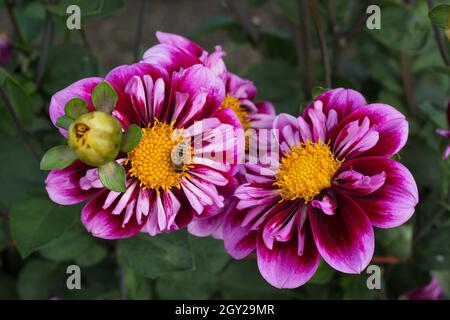 Dahlia 'Purple Wow' mit Biene. Stockfoto