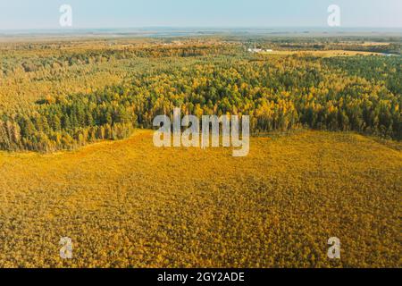 Weißrussland, Biosphärenreservat Beresinsky. Luftaufnahme aus der Vogelperspektive Blick auf den Holzweg vom Sumpfgebiet zum Wald am sonnigen Herbsttag. Panorama Stockfoto