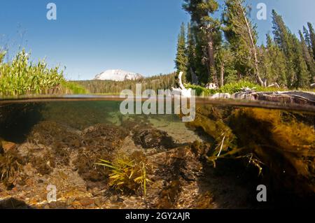 Flache Unterwasseransicht von Felsen in einem Bach und Mount Lassen, Lassen Volcanic National Park, Kalifornien, USA Stockfoto