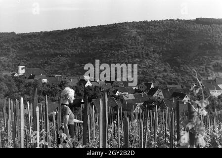 Eine junge Frau inmitten der Weinberge von schnait (Weinstadt), Deutschland 1930er Jahre. Eine junge Frau steht man inmitten der Weinberge von schnait (Weinstadt), Deutschland 1930. Stockfoto