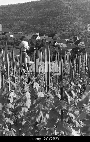 Eine junge Frau inmitten der Weinberge von schnait (Weinstadt), Deutschland 1930er Jahre. Eine junge Frau steht man inmitten der Weinberge von schnait (Weinstadt), Deutschland 1930. Stockfoto