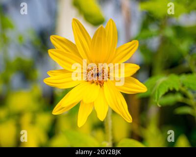Nahaufnahme der Sonnenblumenblume, Helianthus x aetiflorus, auch bekannt als die fröhliche Sonnenblume oder mehrjährige Sonnenblume Stockfoto
