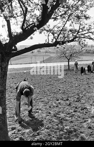 Rheinische Bauern bei der Arbeit, Deutsches Reich 30er Jahre. Rheinische Landwirte arbeiten, Deutschland 1930. Stockfoto