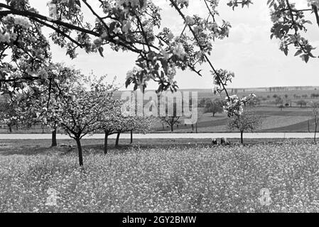Rheinische Bauern bei der Arbeit, Deutsches Reich 30er Jahre. Rheinische Landwirte arbeiten, Deutschland 1930. Stockfoto