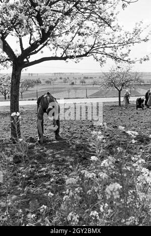 Rheinische Bauern bei der Arbeit, Deutsches Reich 30er Jahre. Rheinische Landwirte arbeiten, Deutschland 1930. Stockfoto