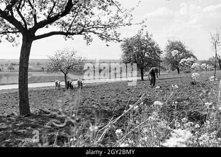 Rheinische Bauern bei der Arbeit, Deutsches Reich 30er Jahre. Rheinische Landwirte arbeiten, Deutschland 1930. Stockfoto