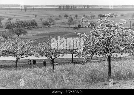 Rheinische Bauern bei der Arbeit, Deutsches Reich 30er Jahre. Rheinische Landwirte arbeiten, Deutschland 1930. Stockfoto