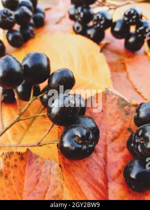 Schwarze Aronia-Beeren auf gelben Herbstblättern Stockfoto
