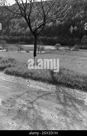 Ein Ausflug in den Odenwald, Deutsches Reich 30er Jahre. Ein Ausflug in den Wald von Oden, Deutschland 1930. Stockfoto