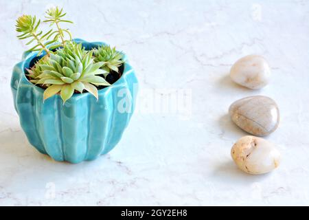 Winzig kleine Sukkulenten in leuchtendem türkisfarbenem Topf mit polierten Steinen im horizontalen Format mit Platz für Text Stockfoto