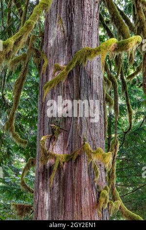 Westliche Rotzeder, Thuja plicata, Stamm mit Flechten an den Zweigen, an der Treppe im Olympic National Park, Washington State, USA Stockfoto