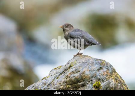 American Dipper, Cinclus mexicanus, Jugendliche akrobatisch stehend auf einem Bein auf der Nahrungssuche im North Fork Skokomish River im Treppenhaus im Olympic National Stockfoto