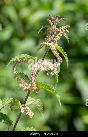 Nahaufnahme der Samen einer Brennnessel-Pflanze (urtica dioica) Stockfoto