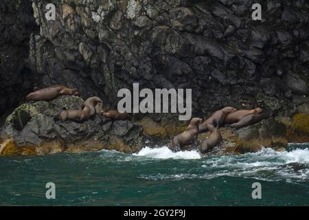 Steller Seelöwen, Eumetopias jubatus, auf Felsen auf Cheval Island, Kenai Fjords National Park, Alaska, USA Stockfoto