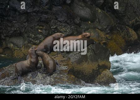 Steller Seelöwen, Eumetopias jubatus, auf Felsen auf Cheval Island, Kenai Fjords National Park, Alaska, USA Stockfoto