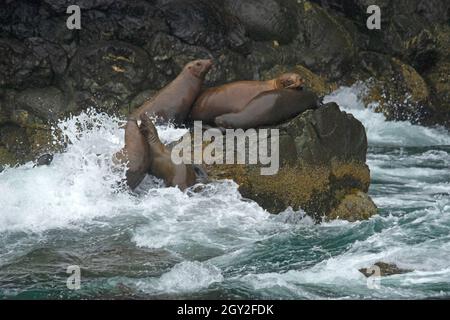 Steller Seelöwen, Eumetopias jubatus, auf Felsen auf Cheval Island, Kenai Fjords National Park, Alaska, USA Stockfoto