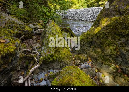 Moosbewachsene Felsen entlang des North Fork Skokomish River am Treppenhaus im Olympic National Park, Washington State, USA
