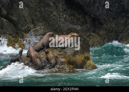 Steller Seelöwen, Eumetopias jubatus, auf Felsen auf Cheval Island, Kenai Fjords National Park, Alaska, USA Stockfoto