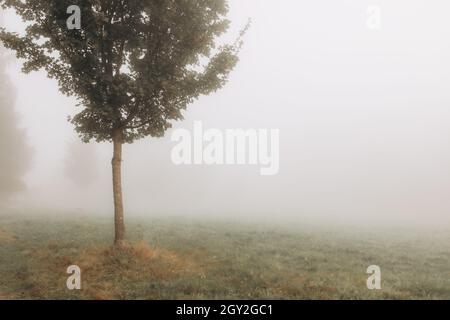 Einsamer Baum auf dem Feld an einem nebligen Tag. Stockfoto