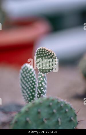 Nahaufnahme des Opuntia microdasys Kaktus mit weißen Glochiden Stockfoto