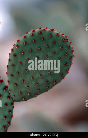 Pad von Opuntia microdasys im unscharfen Hintergrund Stockfoto