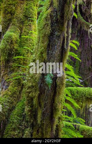 Lakritzfarne, Polypodium glycyrrhiza, wachsen auf einem Baumstamm im üppigen Wald am Treppenaufgang im Olympic National Park, Washington State, USA Stockfoto