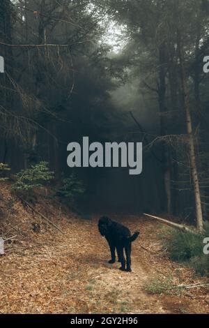 Ein großer schwarzer Hund, der an nebligen Tagen in der Nähe des dunklen Waldes steht. Stockfoto