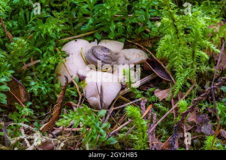 Abgerundeter Erdstern, Geastrum saccatum, im feuchten Wald am Treppenhaus im Olympic National Park, Washington State, USA Stockfoto