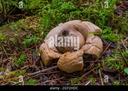 Abgerundeter Erdstern, Geastrum saccatum, im feuchten Wald am Treppenhaus im Olympic National Park, Washington State, USA Stockfoto