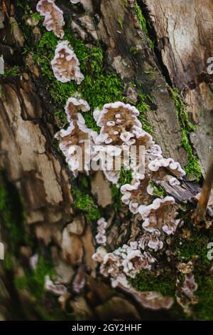 Ein moosiger Stamm eines Baumes voller Pilze auf der Rinde in einem intensiven Mittagslichtmakro. Stockfoto