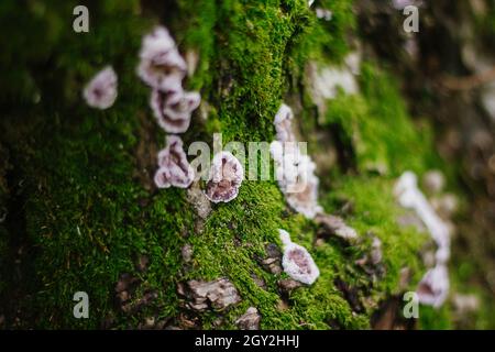 Ein moosiger Stamm eines Baumes voller Pilze auf der Rinde in einem intensiven Mittagslichtmakro. Stockfoto