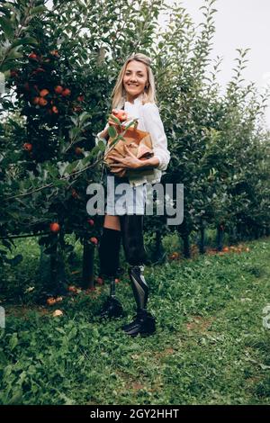 Eine behinderte Frau ohne Beine pflückt Äpfel. Stockfoto