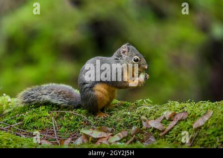 Chickaree, Tamiasciurus douglasii, alias Douglas oder Pine Squirrel, füttert Ahornsamen im Treppenhaus im Olympic National Park, Washington State, USA Stockfoto