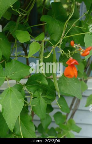Nahaufnahme von scharlachroten Bohnen, die im Seattle Garden wachsen Stockfoto
