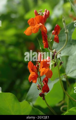 Nahaufnahme von scharlachroten Bohnen, die im Seattle Garden wachsen Stockfoto