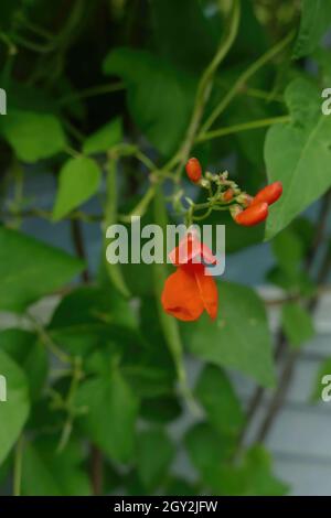 Nahaufnahme von scharlachroten Bohnen, die im Seattle Garden wachsen Stockfoto