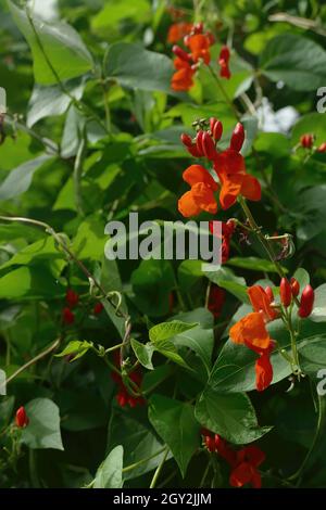 Nahaufnahme von scharlachroten Bohnen, die im Seattle Garden wachsen Stockfoto