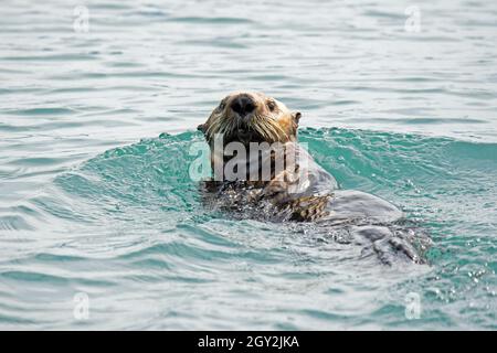 Der Nordseeotter, Enhydras lutris, schwimmt auf der Oberfläche der Resurrection Bay, Kenai Peninsula, Alaska, USA Stockfoto