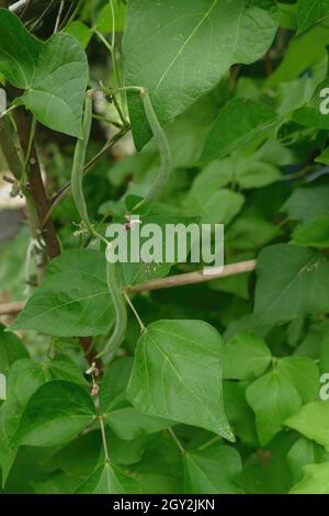 Nahaufnahme von scharlachroten Bohnen, die im Seattle Garden wachsen Stockfoto
