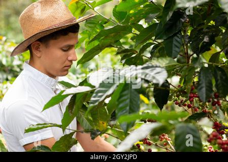 Junger Bauer, der auf einer Kaffeefarm arbeitet. Mann pflücken reifen Kaffee. Kaffee ernten. Hochwertige Fotos Stockfoto
