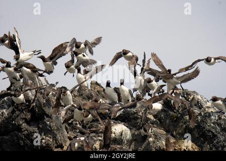 Kolonie der Gemeinen Murren, Uria Aalge, Ordnung Charadriiformes, Gull Island, Kachemak Bay, Homer, Alaska, USA Stockfoto
