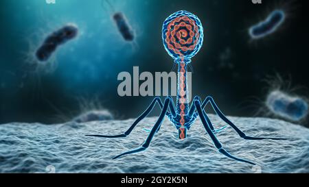 Phage Einfügen seiner DNA in ein Bakterium 3D Rendering Illustration Nahaufnahme. Mikrobiologie, Medizin, Bakteriologie, Biologie, Wissenschaft, Gesundheitswesen, medici Stockfoto